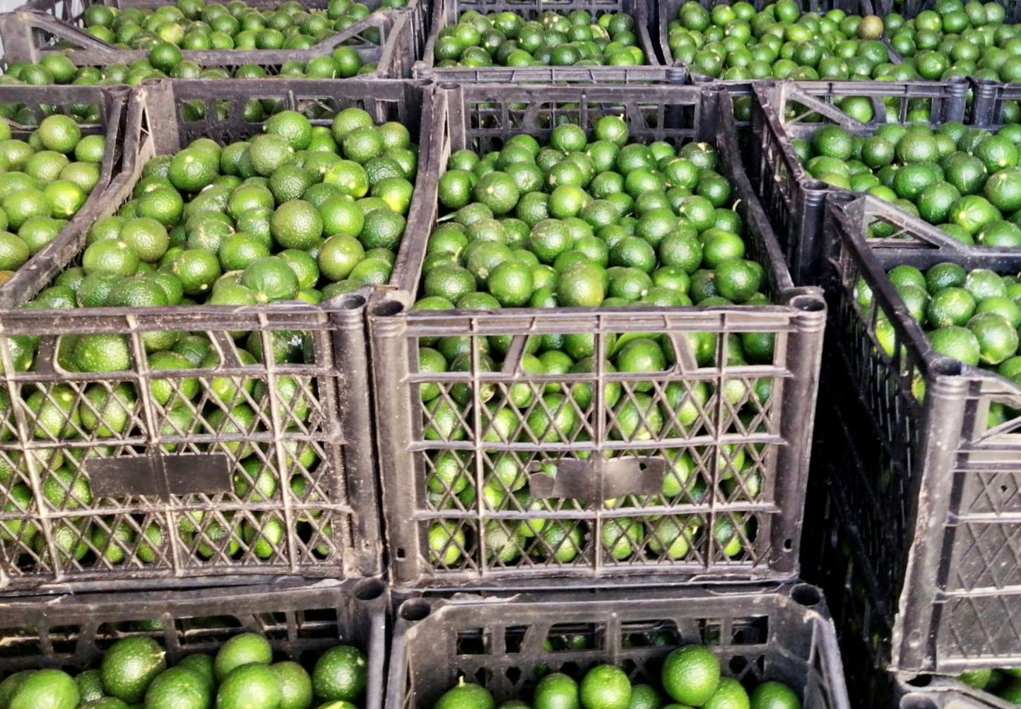 Bodrum Mandalini (3kg)