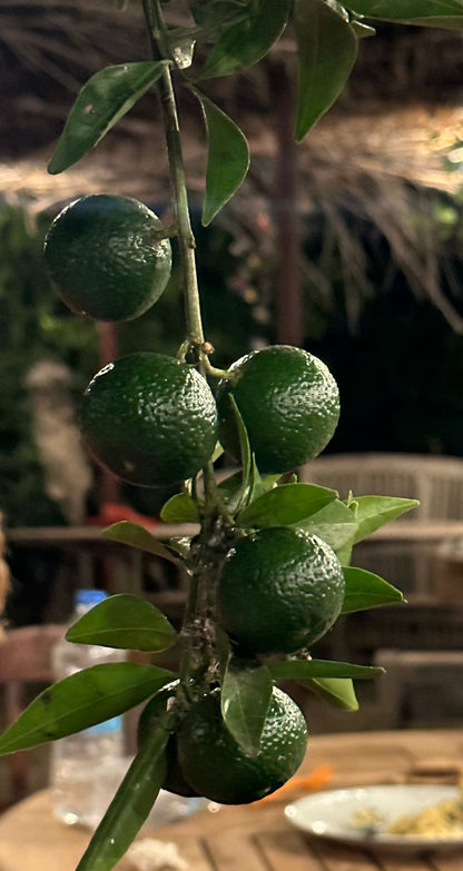 Bodrum Mandalini (6kg)